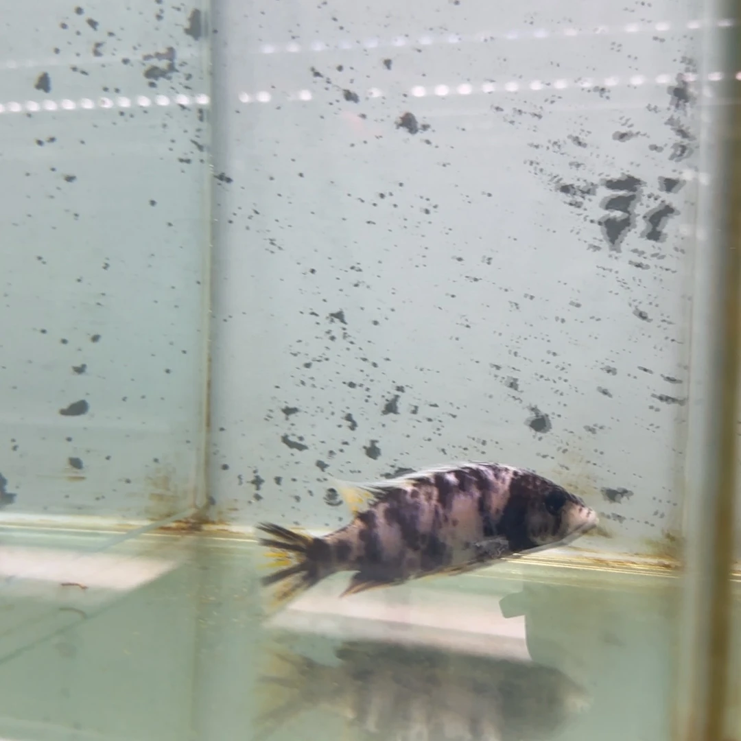 慈鲷凤*、阿里f767