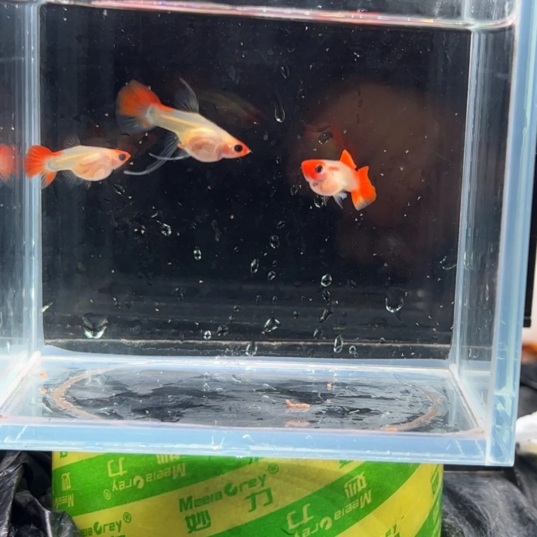 孔雀鱼深海蓝1111111111