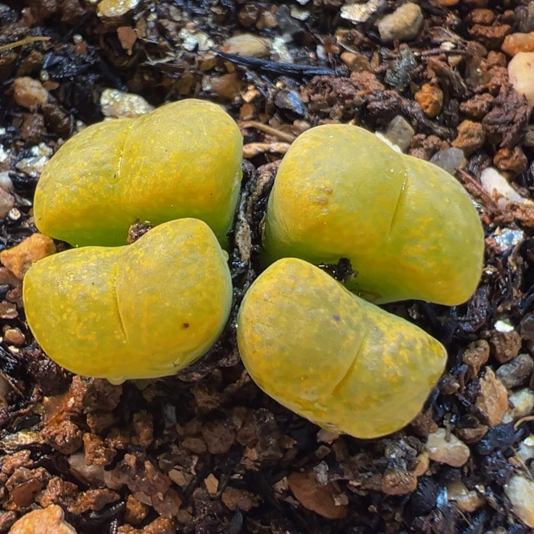 522多肉植物种类多样