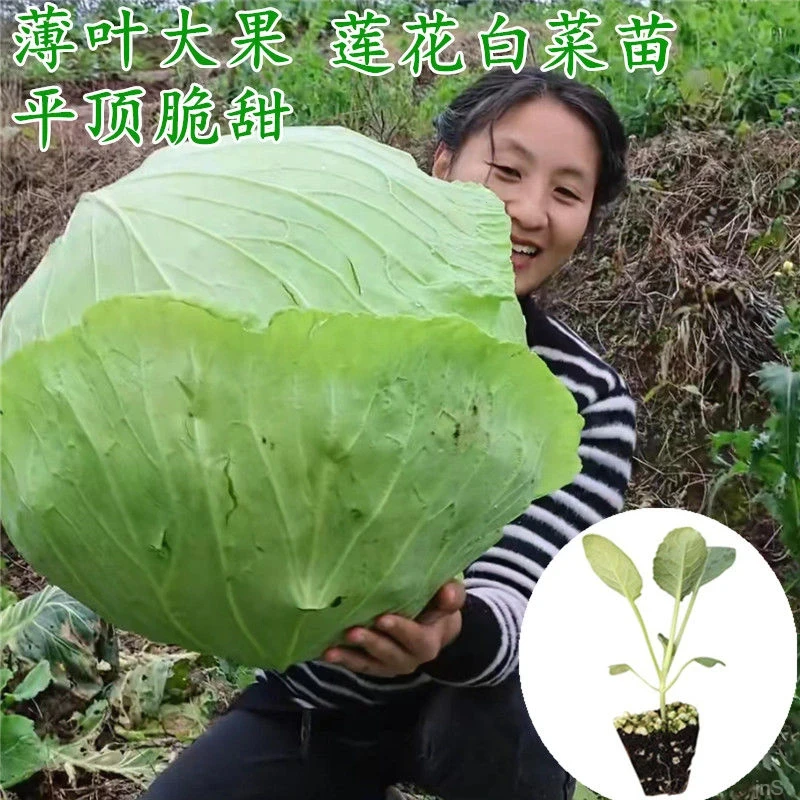 平头大果莲花白秧苗绿甘蓝包菜苗阳台盆栽露地种植四季蔬菜秧苗