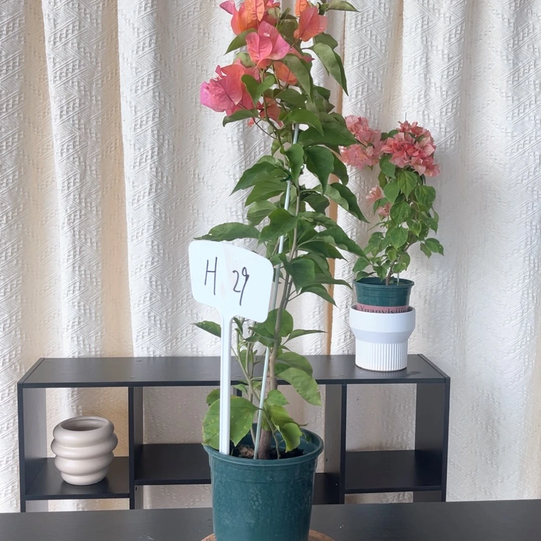 大量花朵（建议范围：8朵-15朵 或40%以上）阿达娜H29