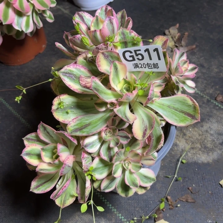 瑞妈一物一拍511