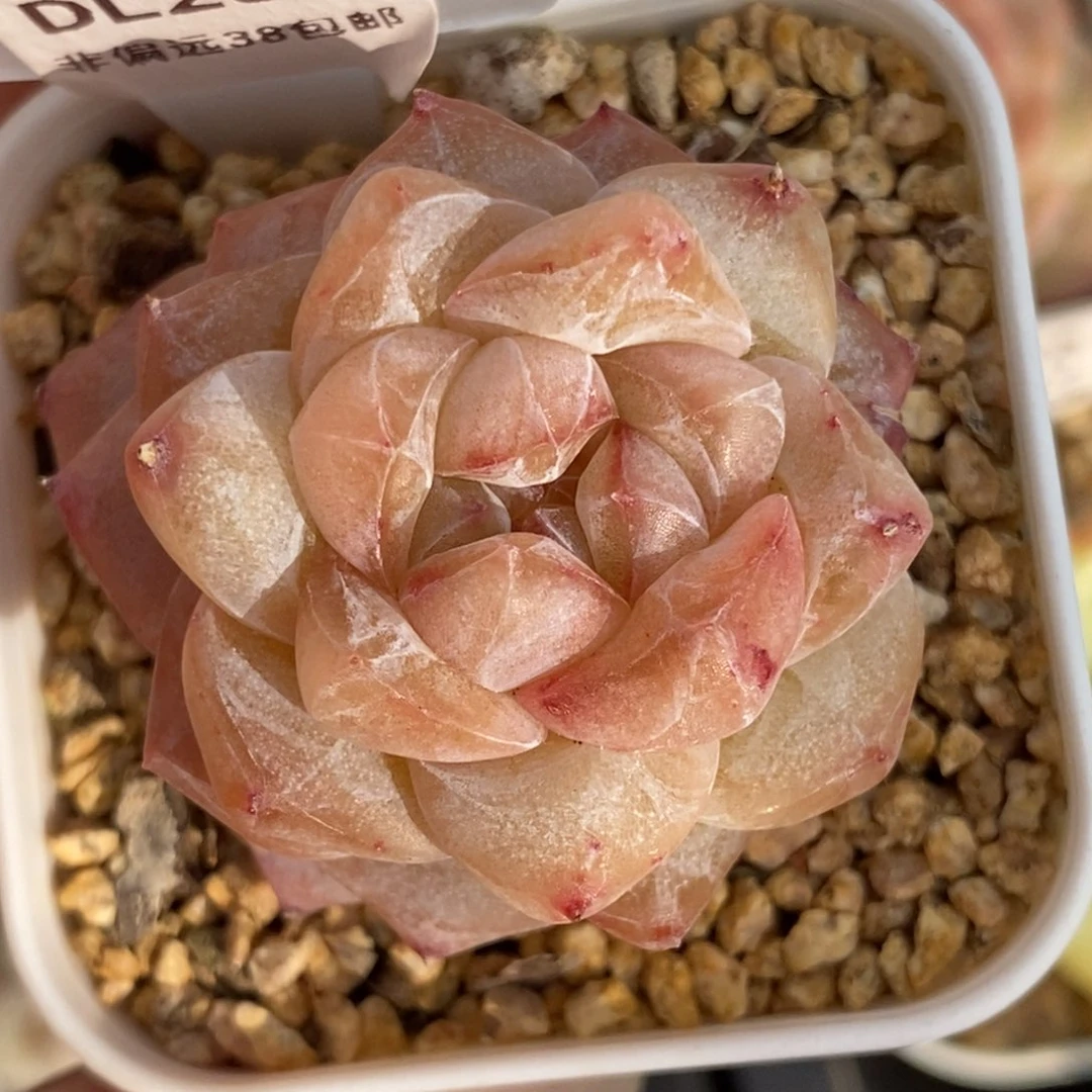 吾**也256东篱下多肉植物盆栽