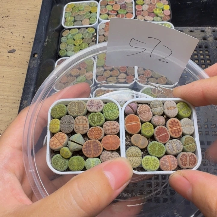 双***楼多肉植物的生长572