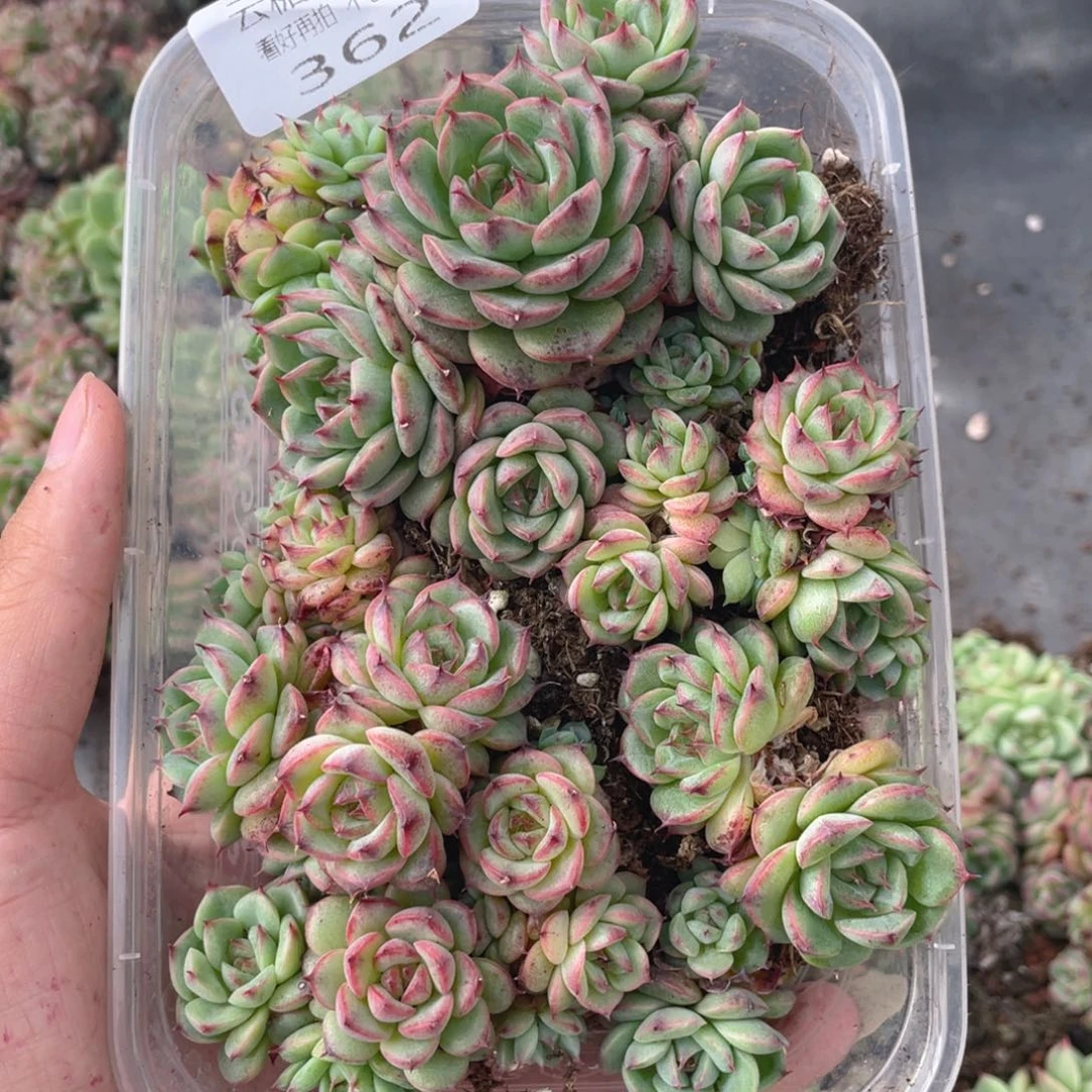 云糖心多肉植物362