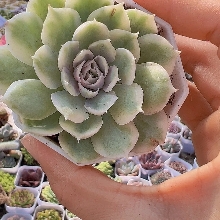 昂斯诺锦19包邮多肉