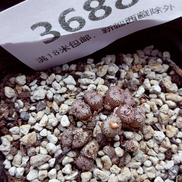 3688。