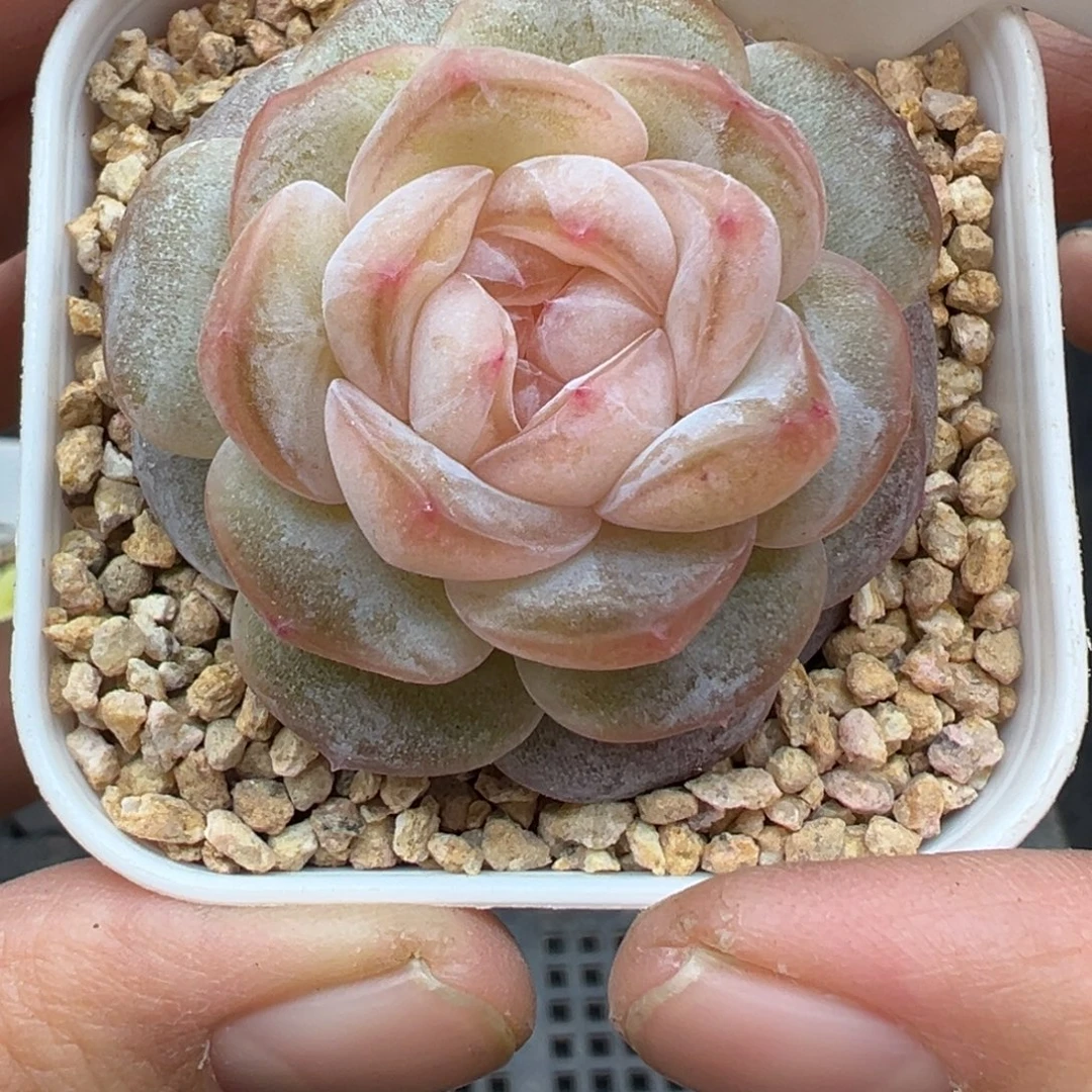 502号海棠晗雨多肉植物