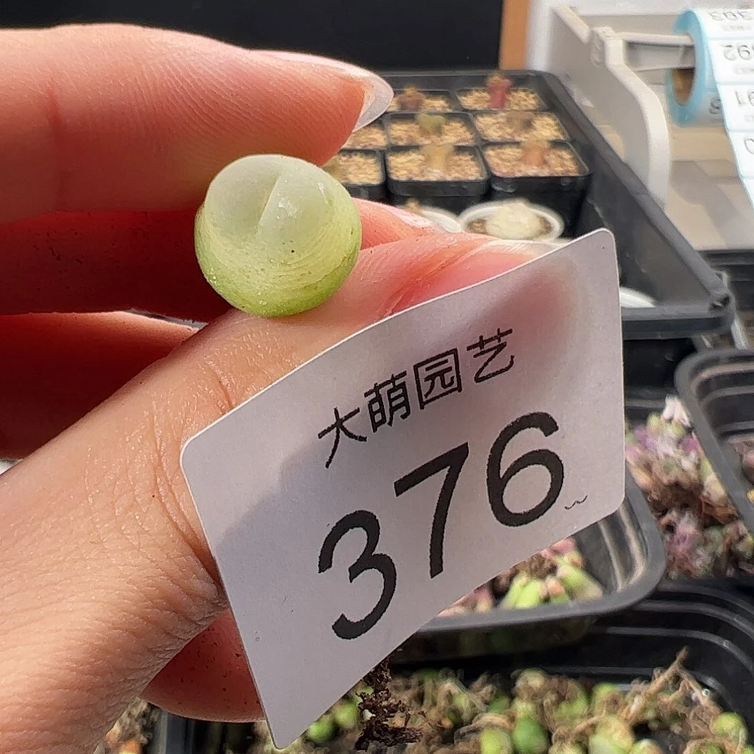 一物一拍           微瑕376