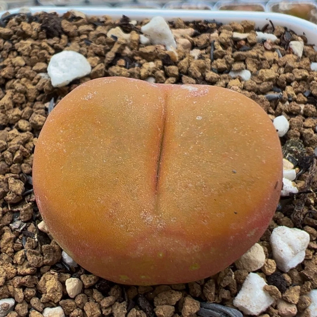 福***妈21多肉植物百科开播福利