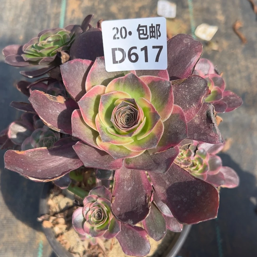 617魅金锦，多肉法师