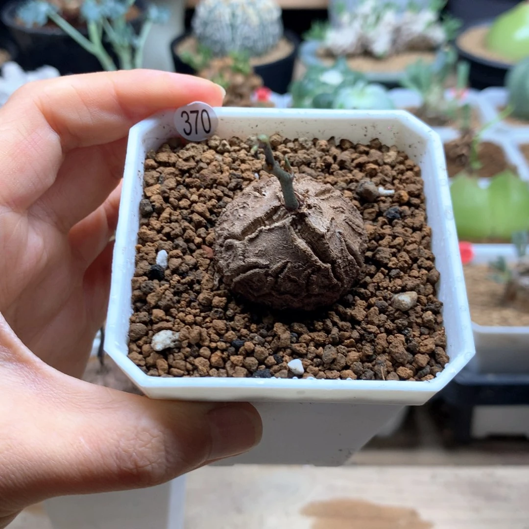南非龟甲龙带盆370