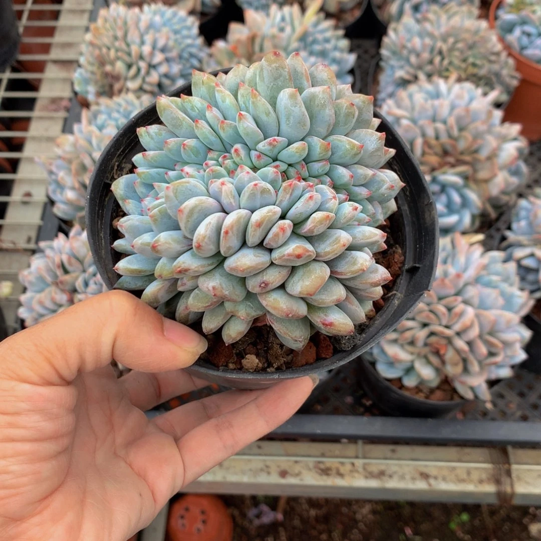 浅***忆62241缀嗯嗯嗯嗯加油加油