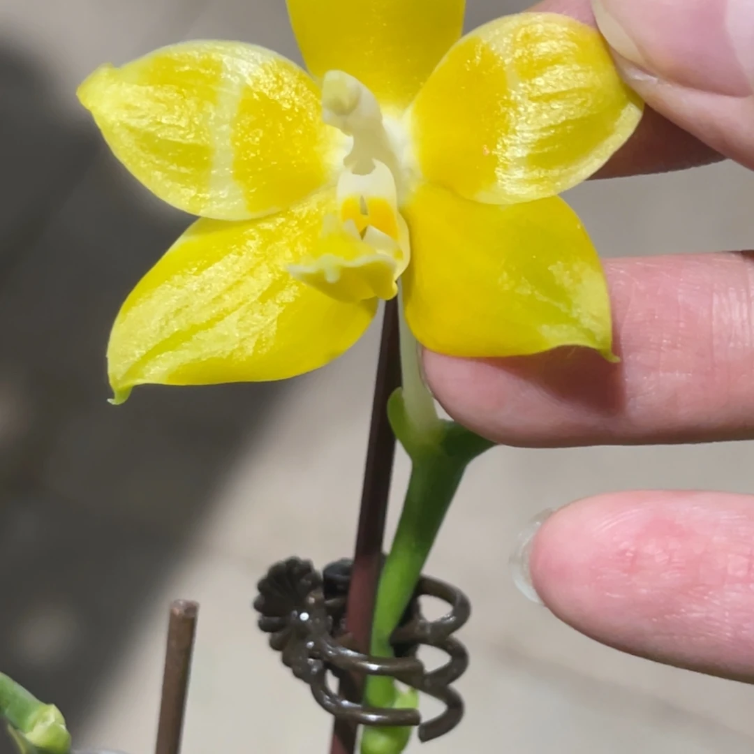 完全开放雅风黄故事-885