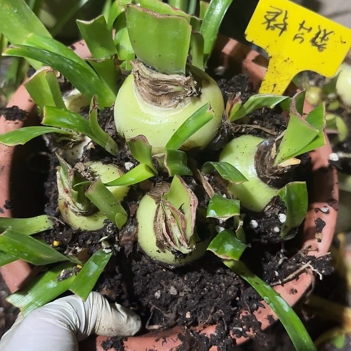 幸***`无花朵群芳谱一坨