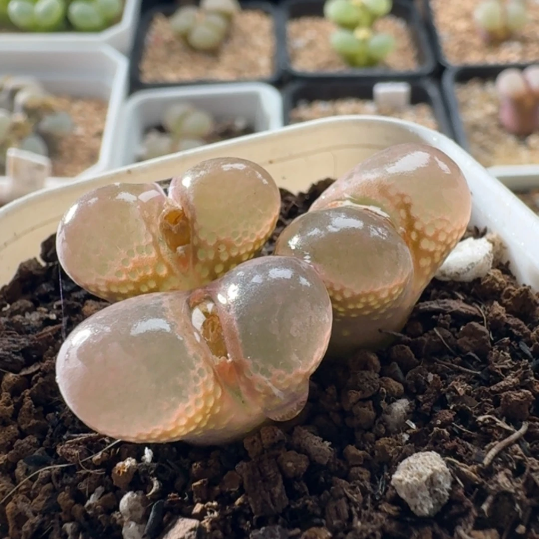 3531 风铃玉肉锥植物清棚价
