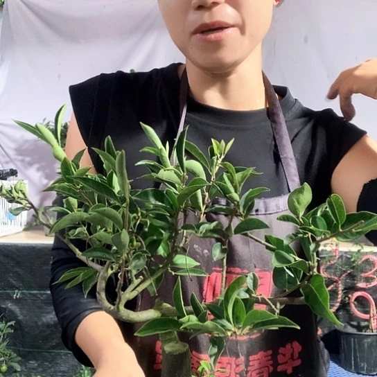 无花朵花生果。
