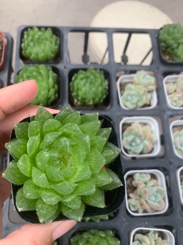 精品宝莲灯多肉植物