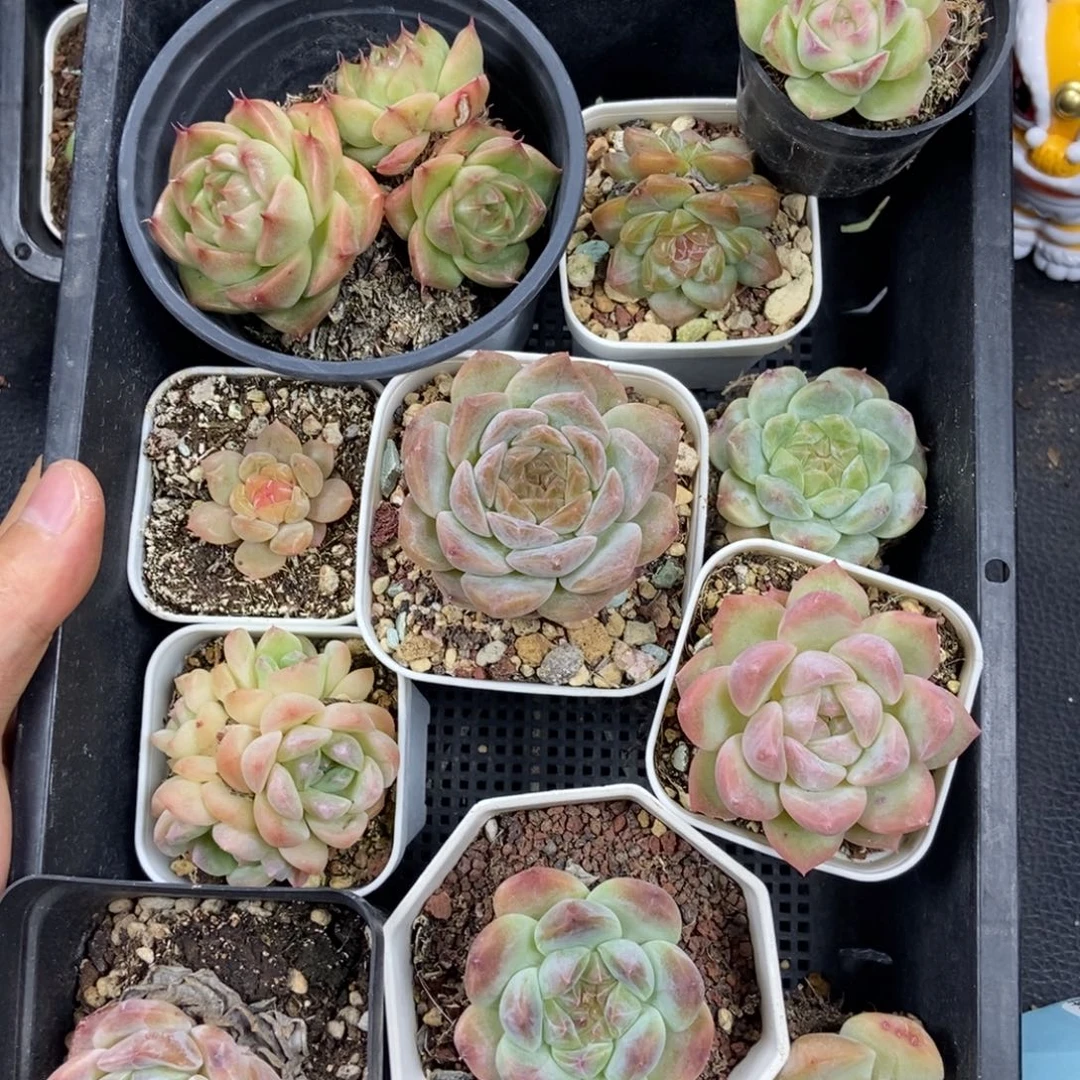 东篱下多肉植物哈哈哈哈哈