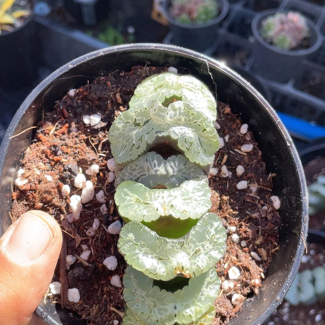 北斋玉扇绿纹糯窗带盆