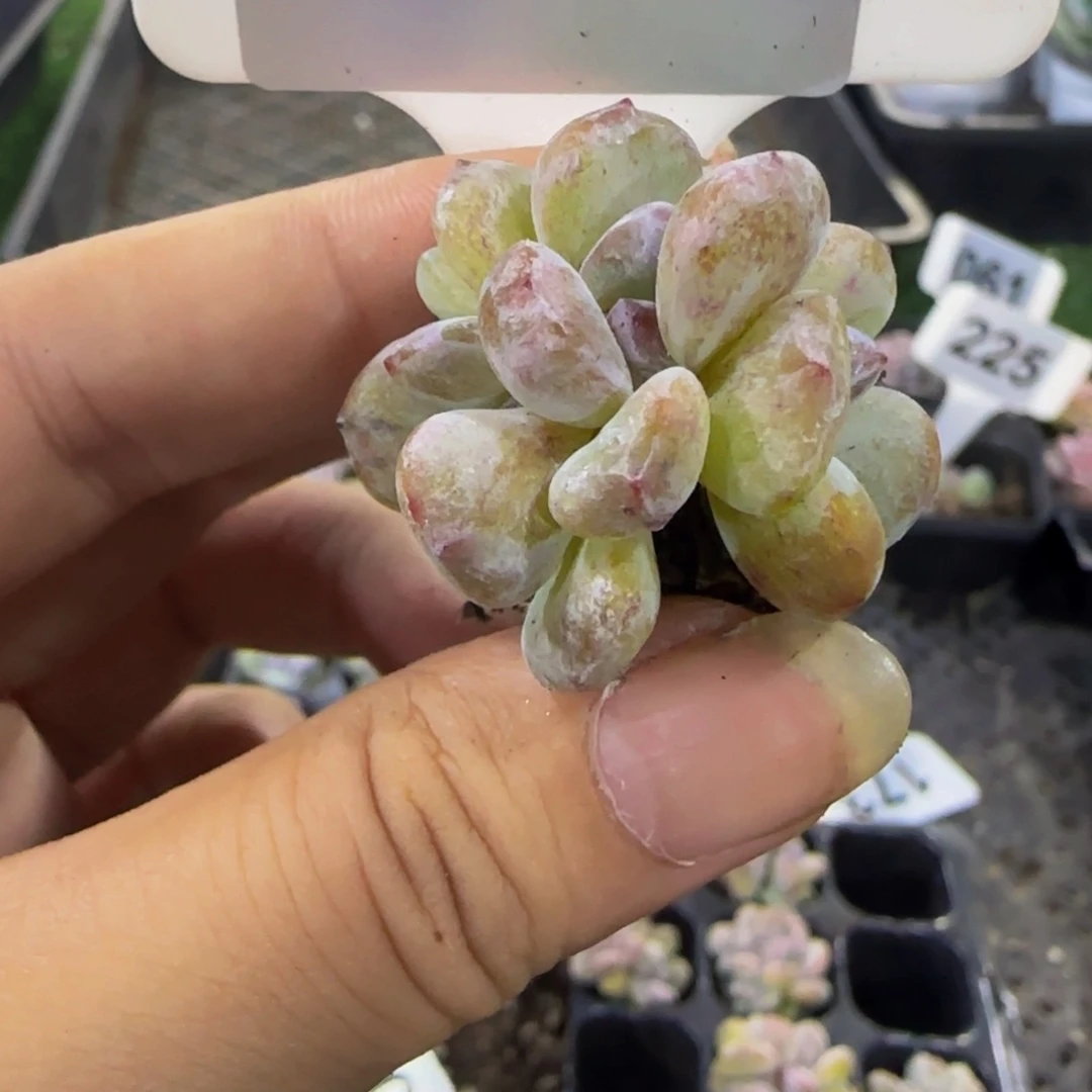 *****231 号一物一拍特价福利