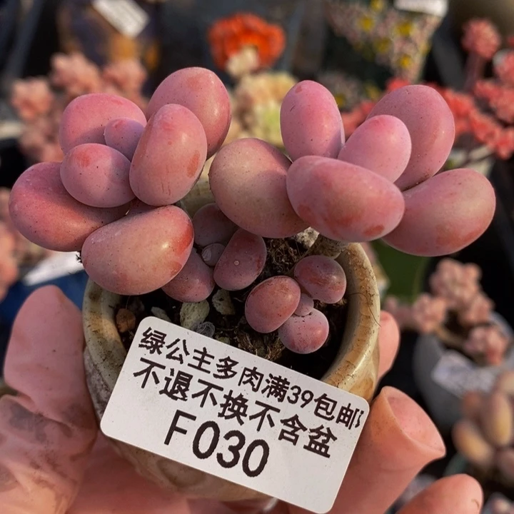 腰子桃蛋5cm030多肉植物