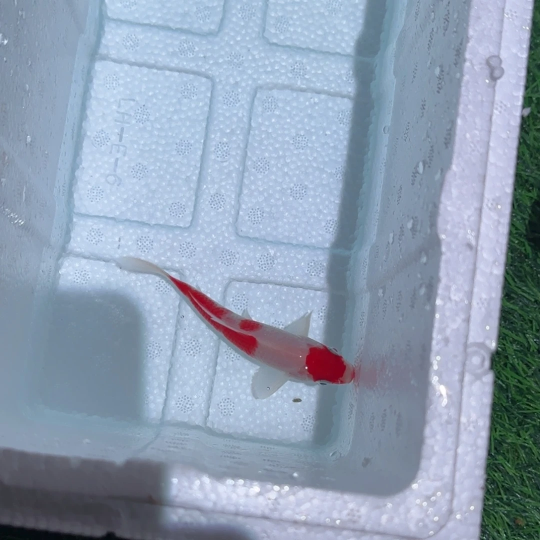 海水鱼观赏鱼锦鲤鱼