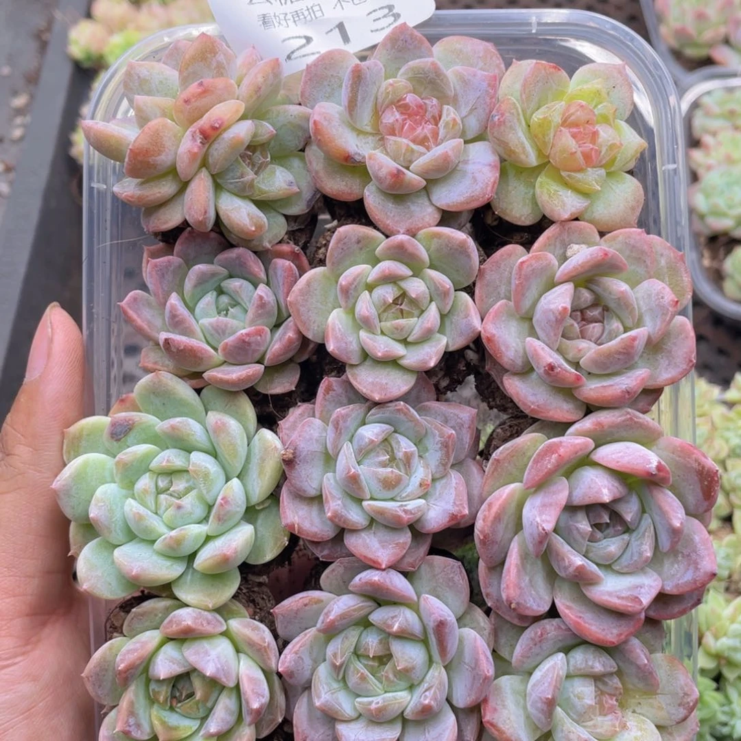 云糖心多肉植物213