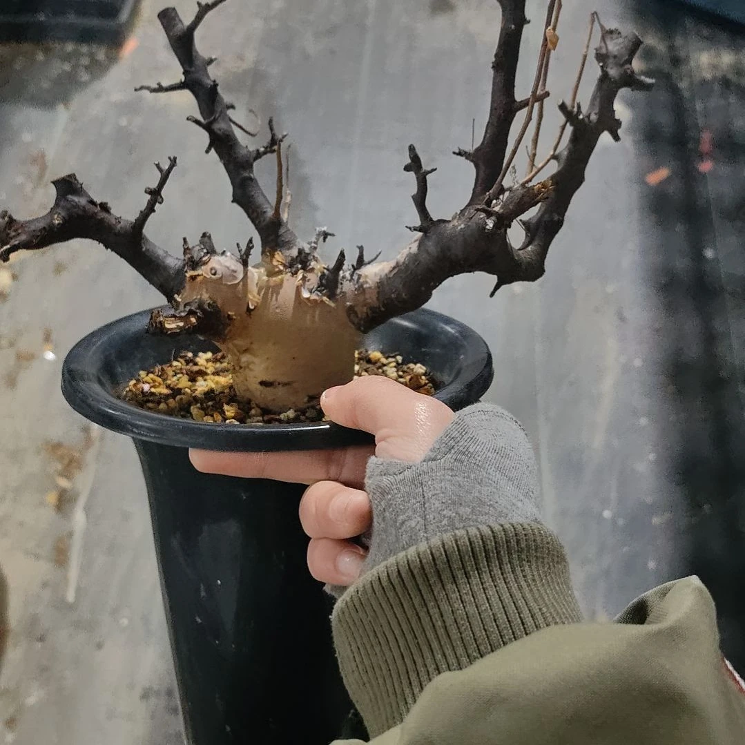 正白皮卡塔夫熟桩可寄养