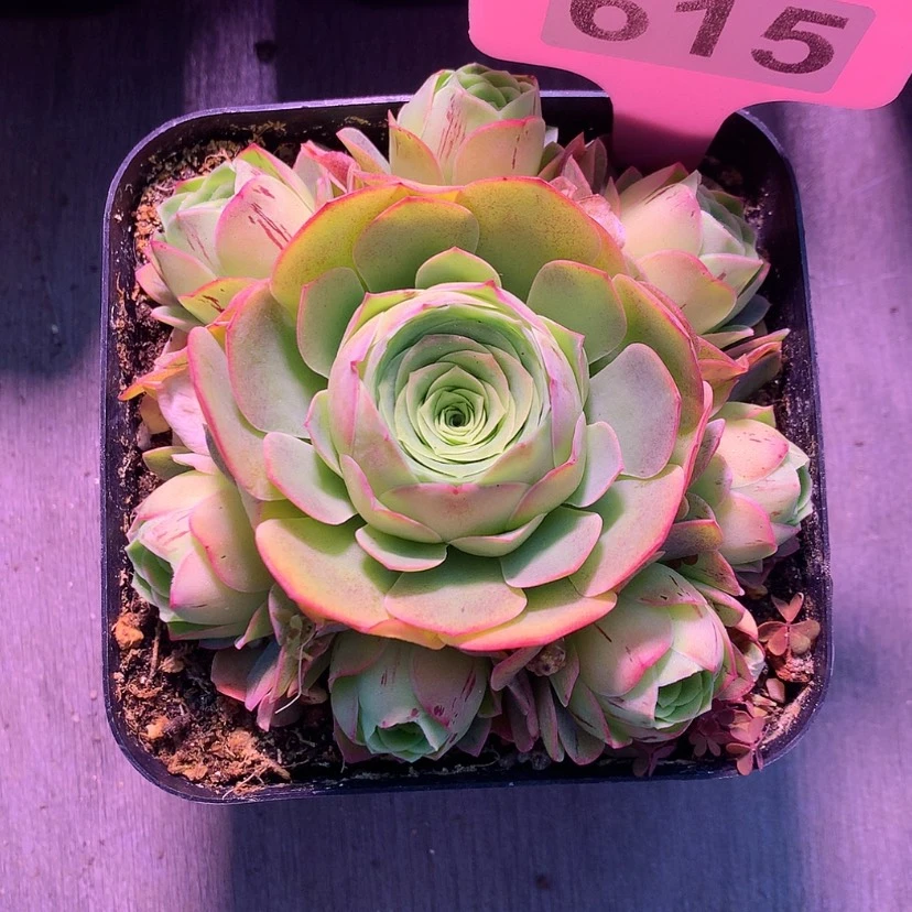 【闪购商品】小**了千浅雪615