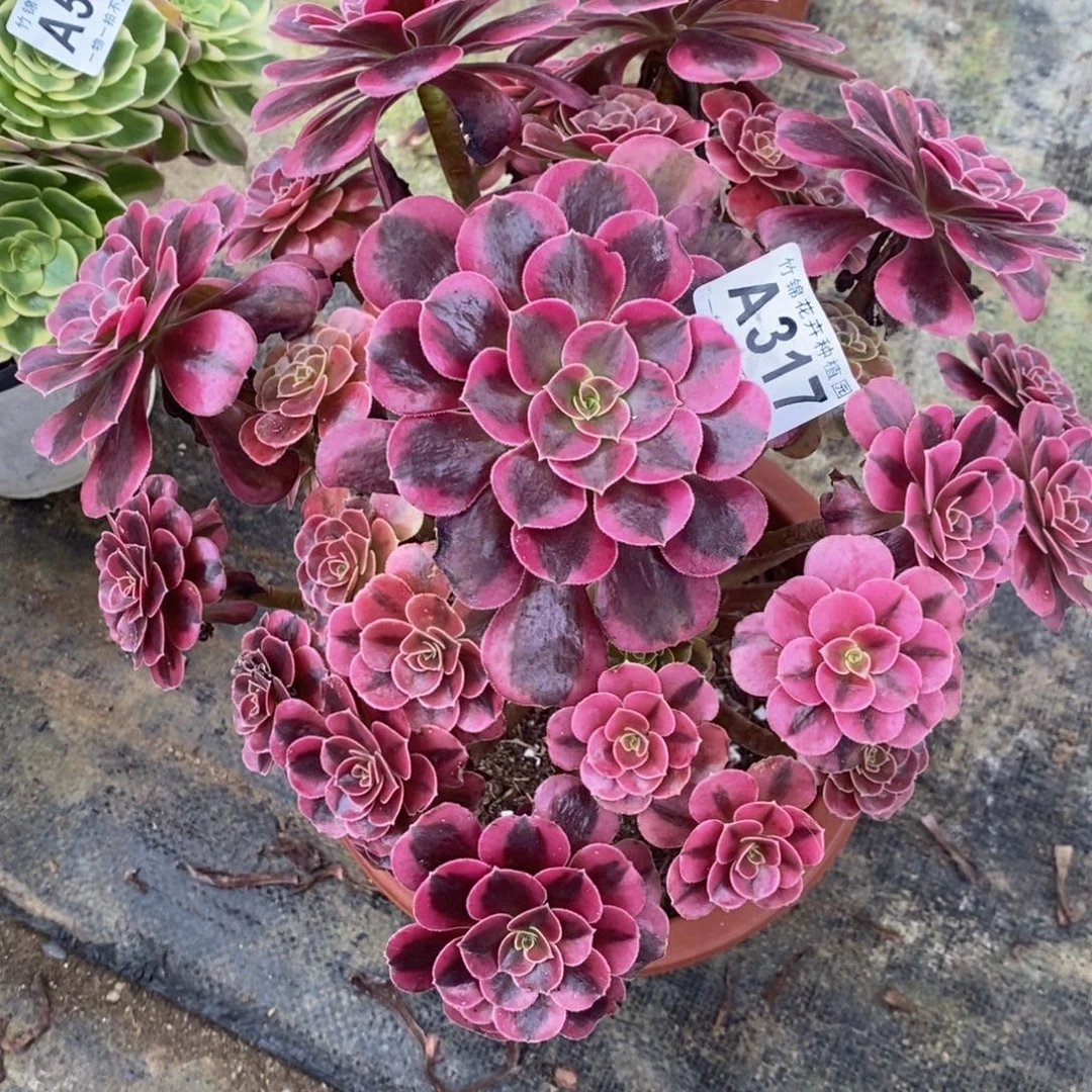 317美杜莎福利一棵