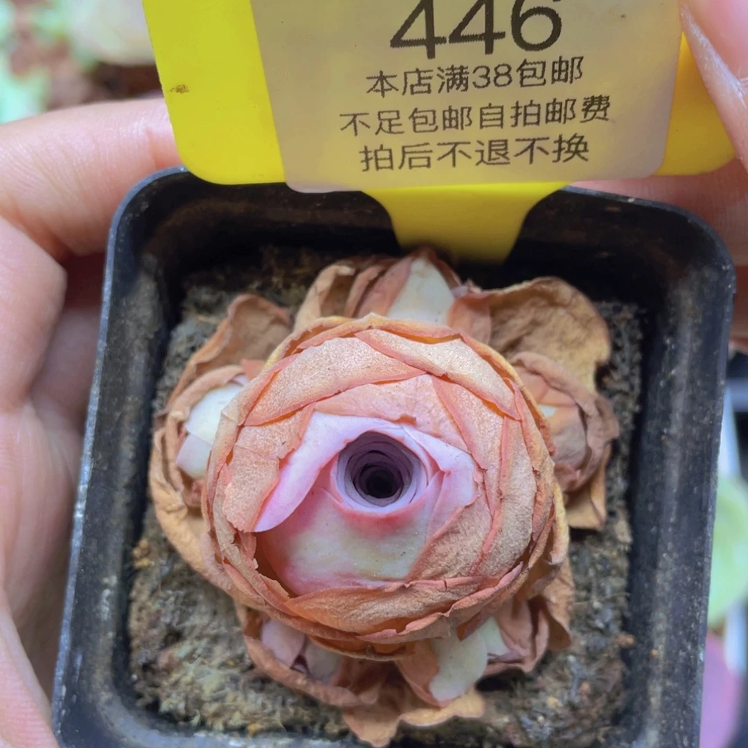 山地玫瑰J446满38包邮裸根发货