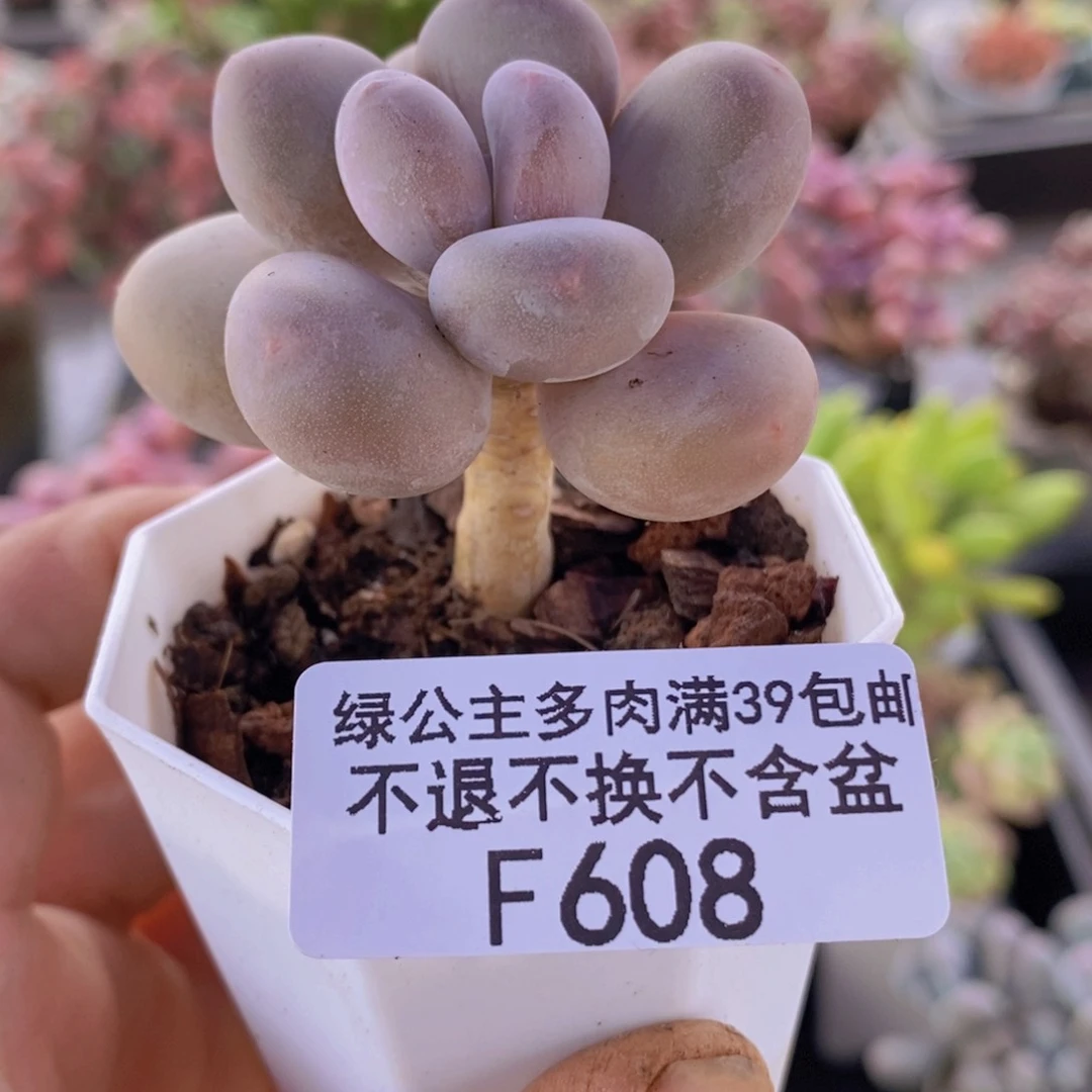 蛋黄奶5cm608多肉植物