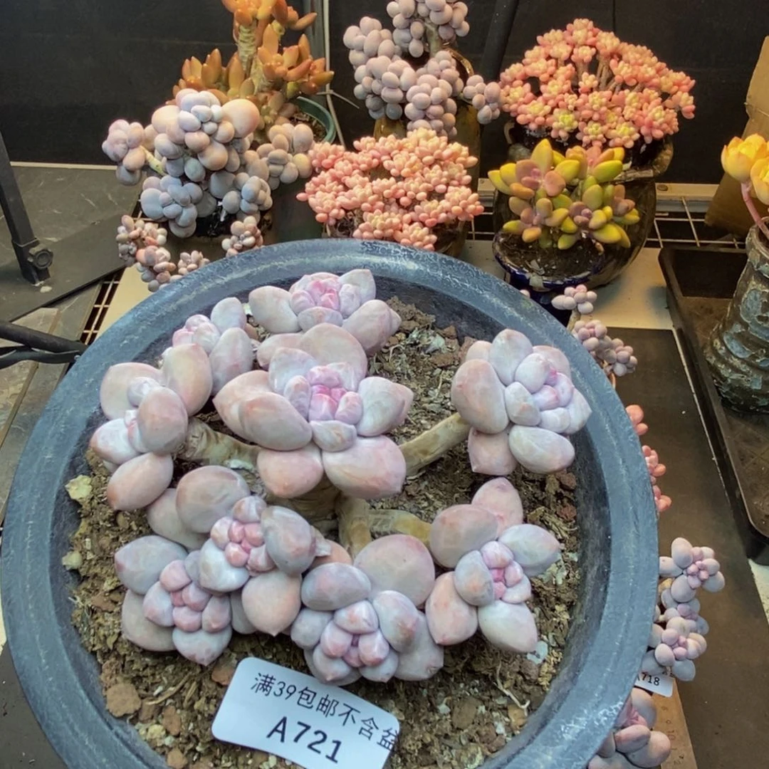 721丸叶香水多肉9cm