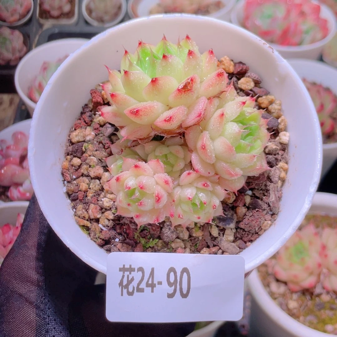 花利美24-90海王群