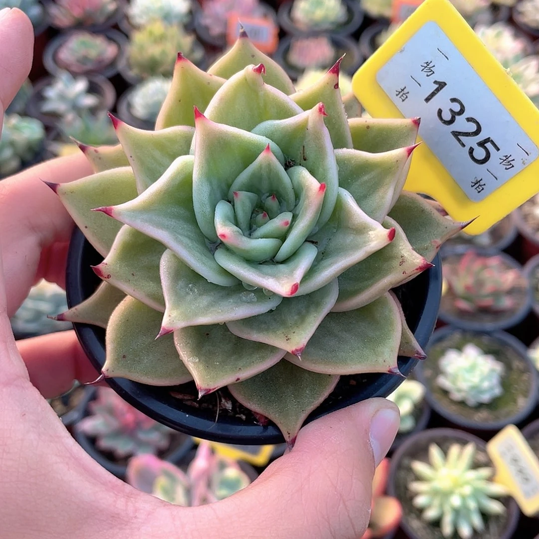 星星锦1325号多肉