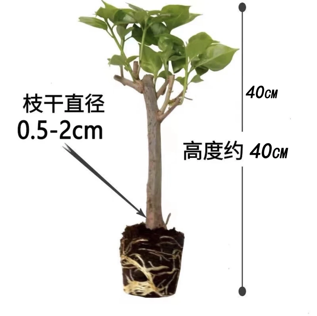 【买3送1】三角梅壮苗盆栽地栽三角梅树苗爬藤耐寒四季开花基地直发