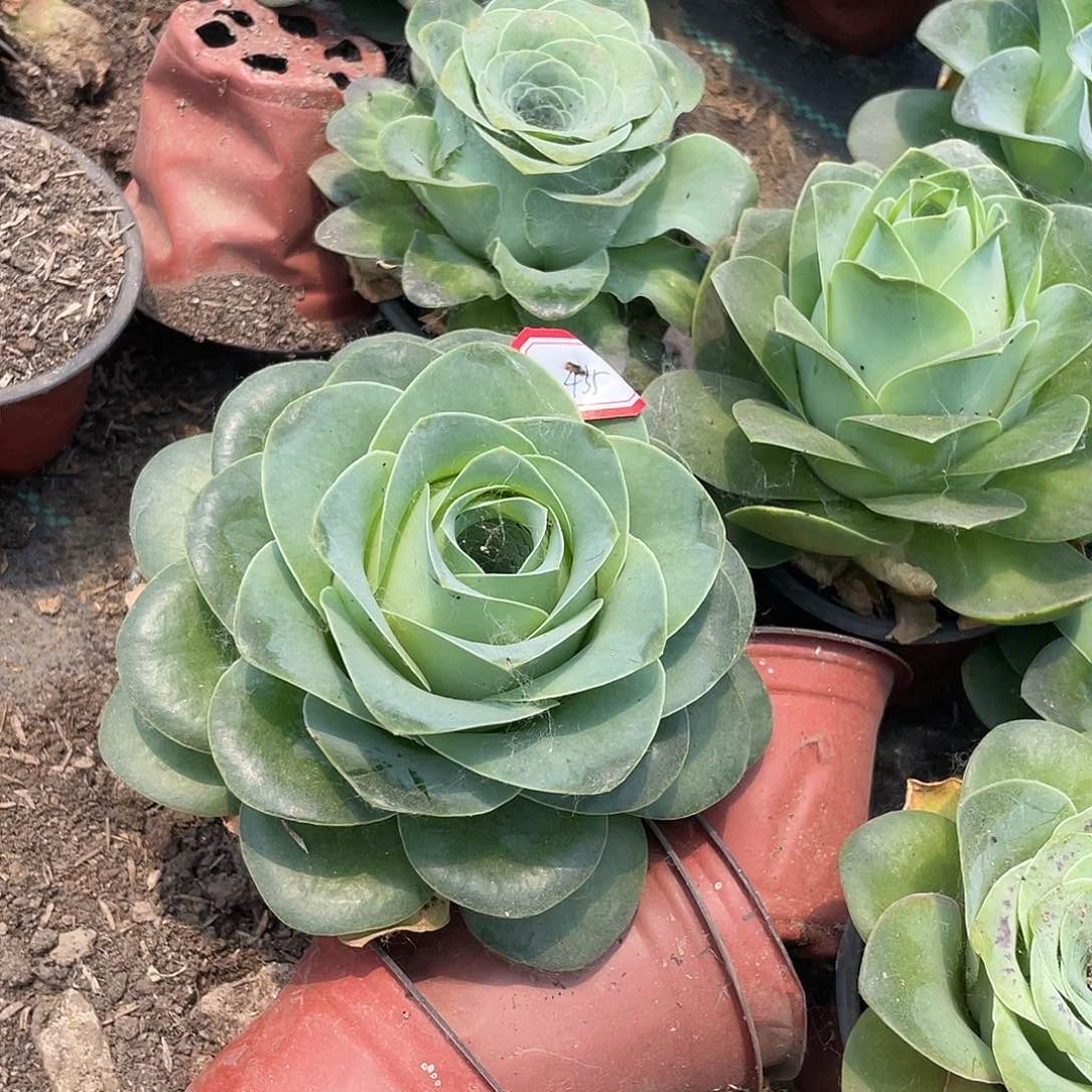 恒**妈山地玫瑰单头 435