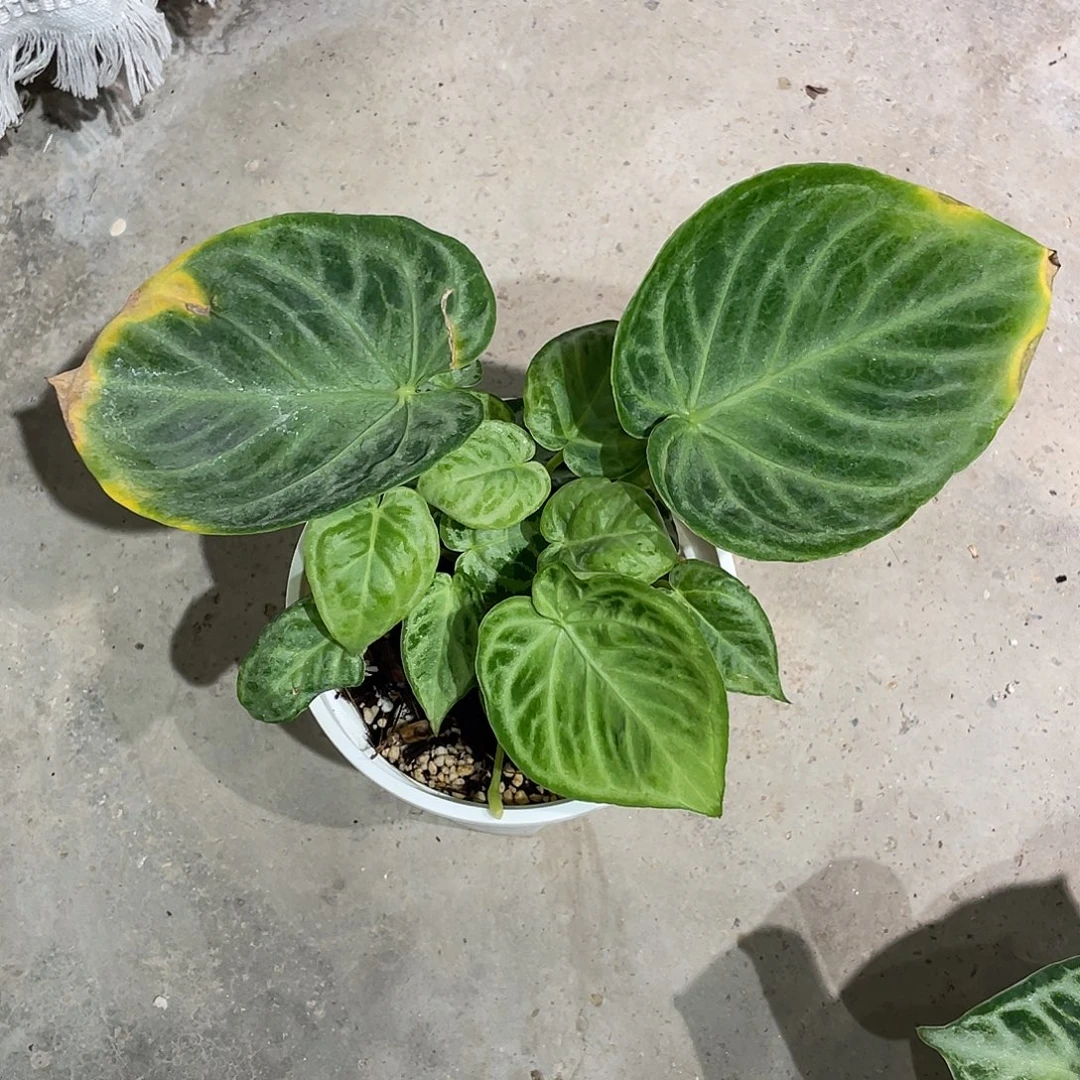 无花朵银月饼花烛