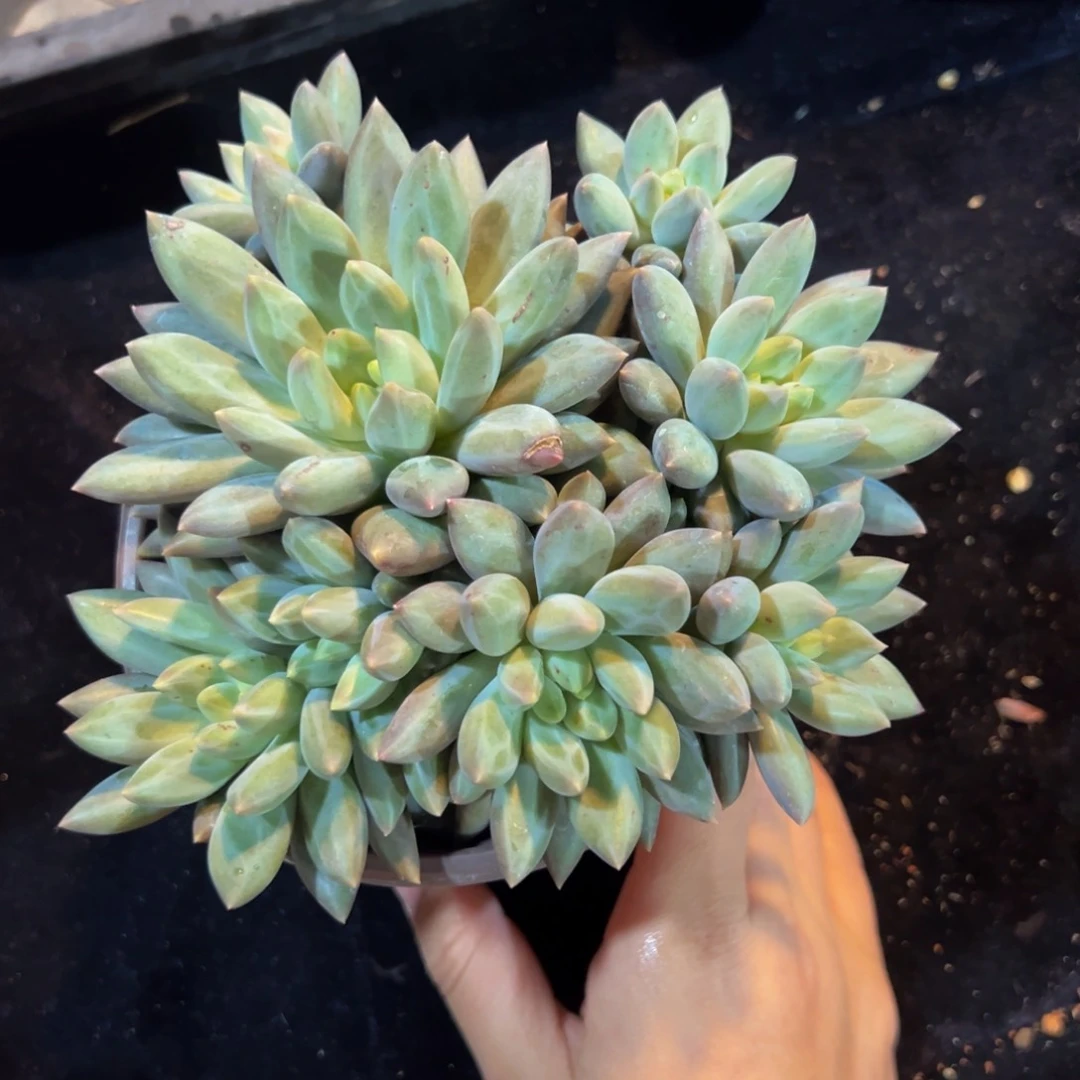 新年快乐 新年快乐 新年快乐