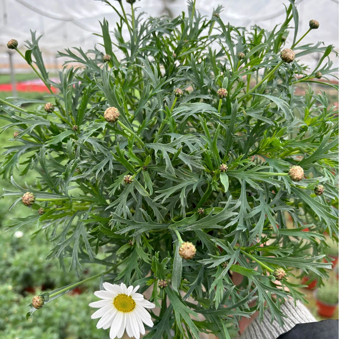 玛格丽特盆栽花卉多年生阳台庭院花园地栽好养植物易爆盆