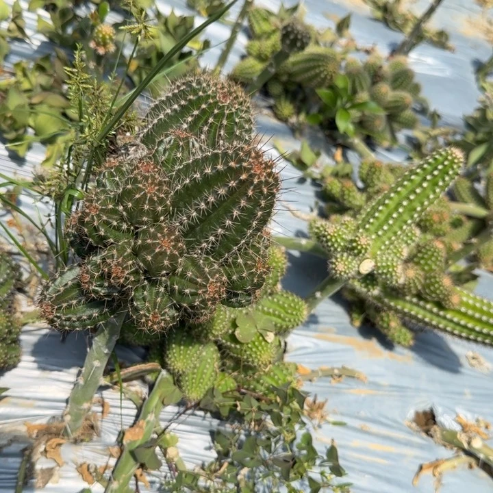 风**落苗接白檀仙人掌319