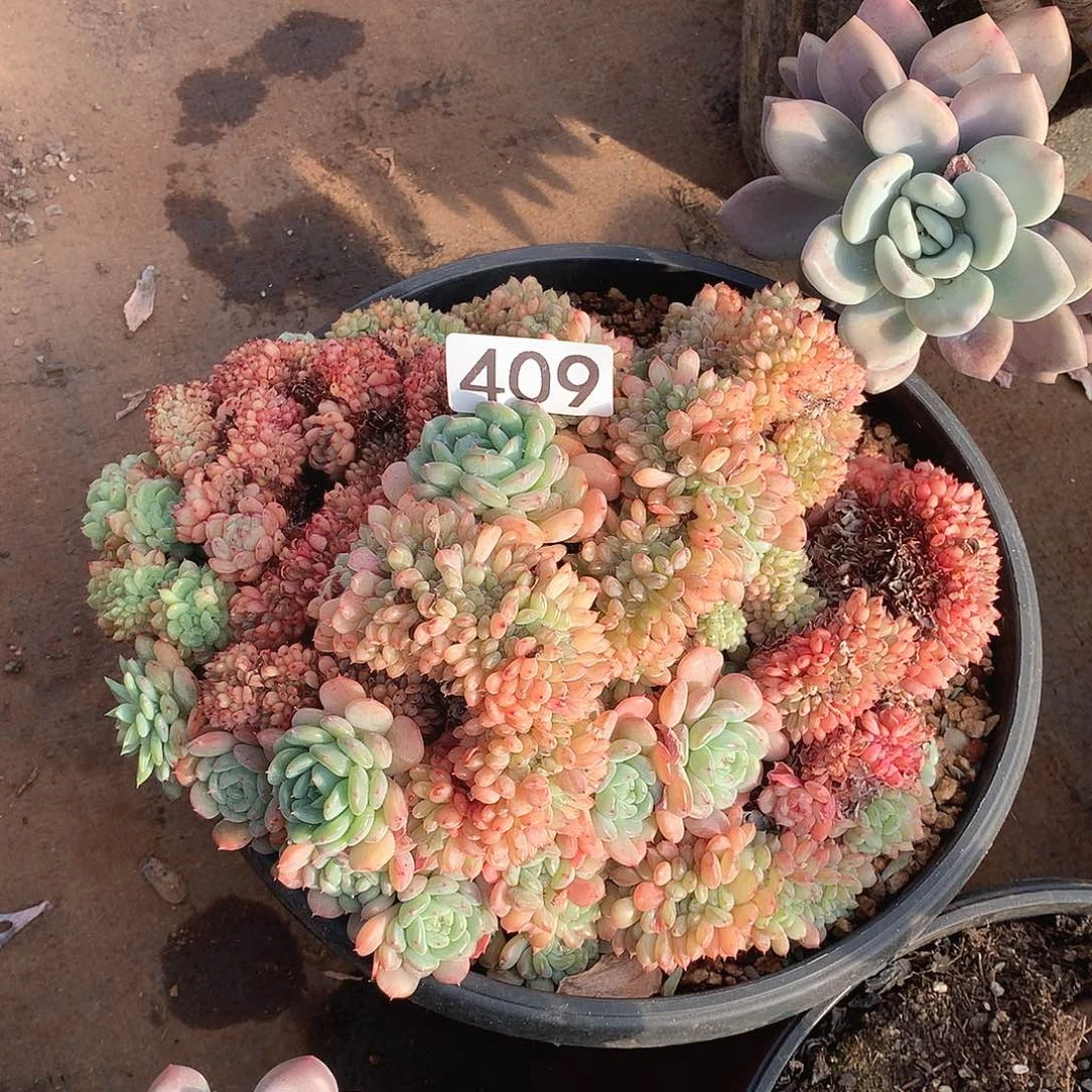 409白胖子缀一物一拍多肉