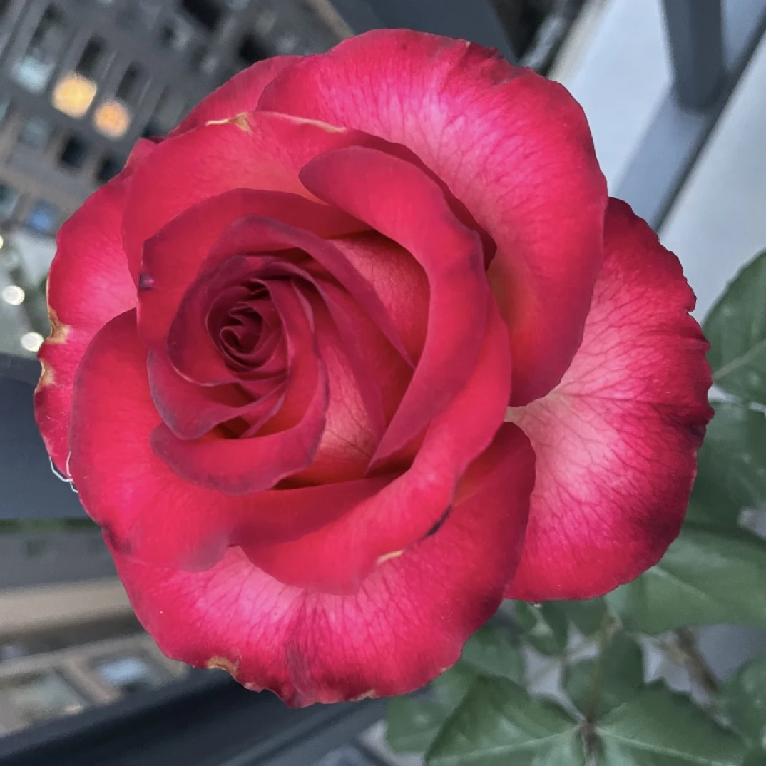 【莎皇】云南玫瑰花苗基地直发绿植大花浓香四季开花直播阳台好养