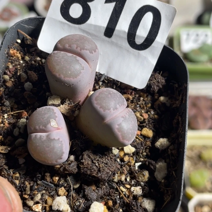 完全开放810紫饼干群