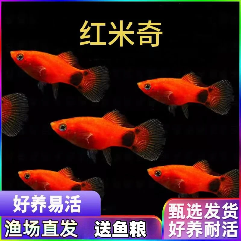 【米奇】尾巴自带米奇老鼠形状 胎生小鱼