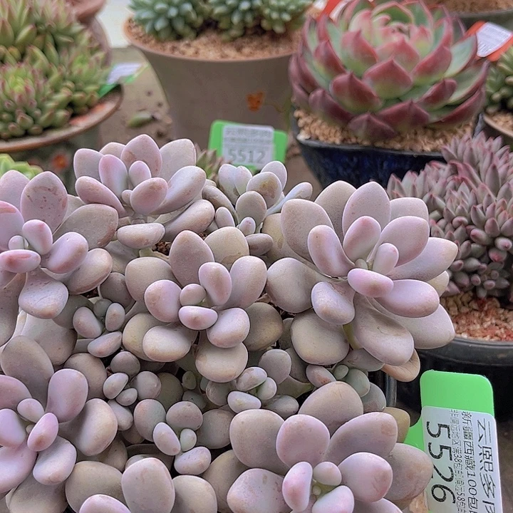 5526桃蛋。