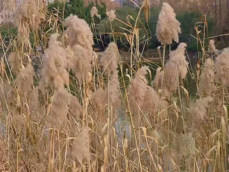 芦苇种子狗尾巴种籽护坡固土耐寒四季