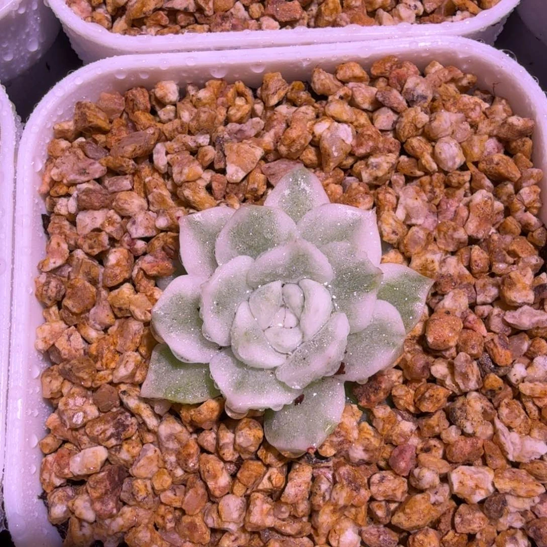 高瓷白麦秆锦，多肉锦