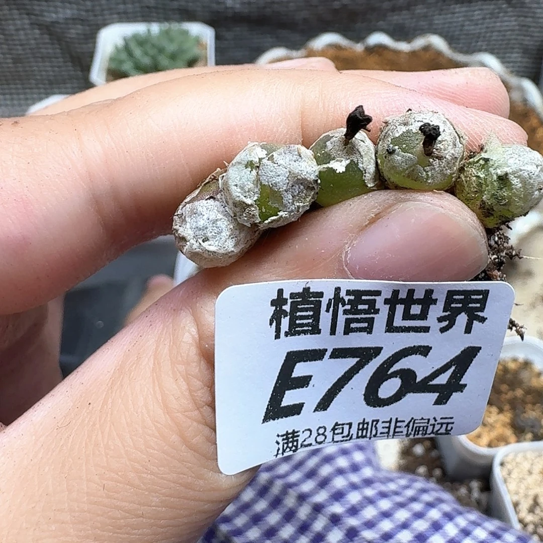 多肉植物的人啊fvbnn
